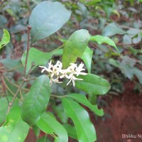 Chionanthus albidiflorus Thwaites